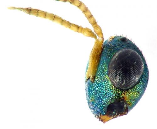 Pteromalus conopidarum
